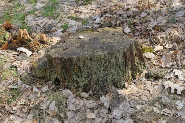 Egy Öreg Szürke Fenyő Rothadt Csonk Földön Száraz Tűk Levelek — Stock Fotó