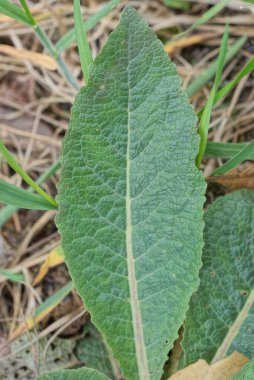 Doğadaki çimlerin üzerinde büyük yeşil bir yaprak.