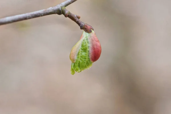 Bud Small Green Red Leaves Thin Branches Tree Outdoors Spring — Stock Photo, Image