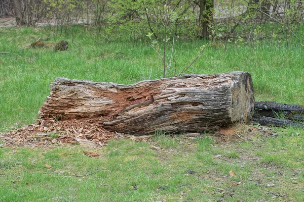 一つの大きな腐った茶色の丸太は自然の緑の草の中にあり — ストック写真
