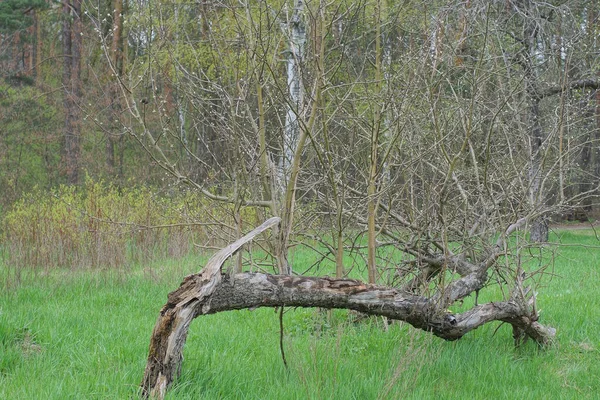 Viejo Manzano Gris Roto Yace Sobre Hierba Verde Jardín Primavera — Foto de Stock