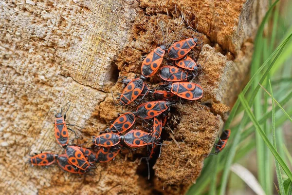 Många Små Röda Svarta Skalbaggar Brunt Trä Naturen — Stockfoto