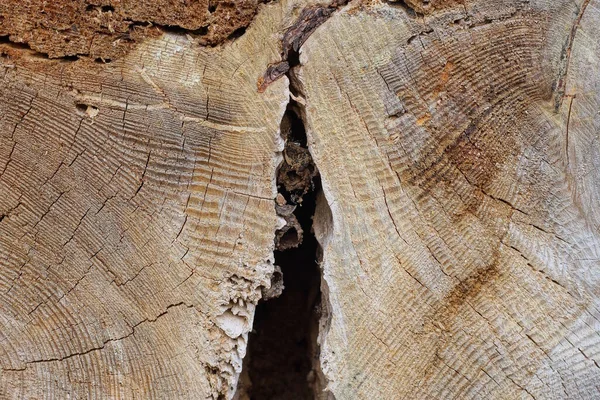 Brązowy Szary Drewno Tekstura Cięty Suchy Drzewny Liść Pęknięcie — Zdjęcie stockowe