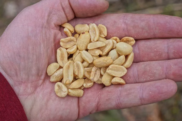 Lebensmittel Aus Einem Haufen Brauner Erdnüsse Liegen Auf Einer Offenen — Stockfoto