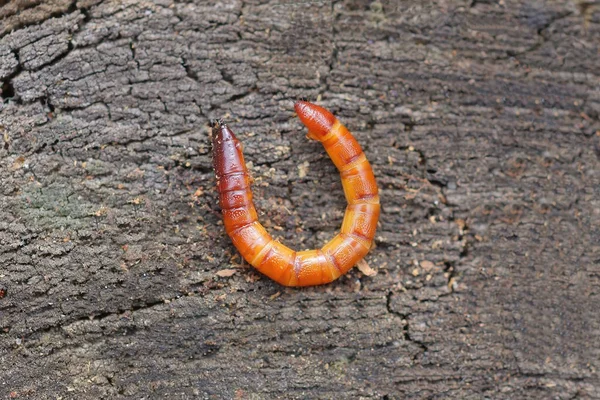 Pequeño Gusano Larva Roja Insecto Salvaje Encuentra Una Mesa Madera —  Fotos de Stock