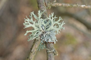 Ormanda ince gri bir ağaç dalında küçük yeşil bir liken.