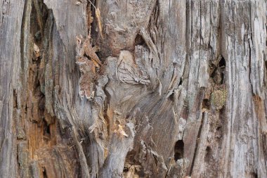 Eski bir kütüğün çürümüş ahşap parçasının gri ahşap dokusu.