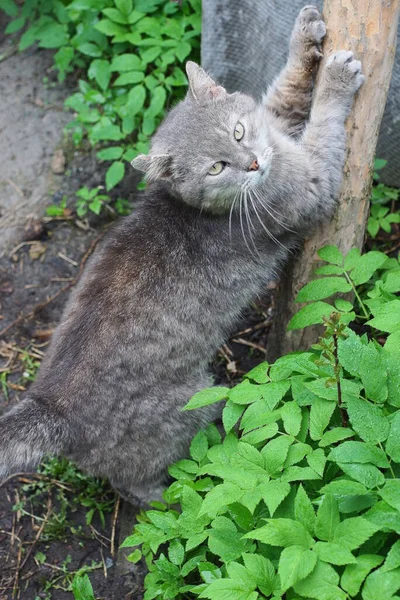 一只灰色的猫在街上的绿色草木树枝上削尖和擦伤爪子 — 图库照片