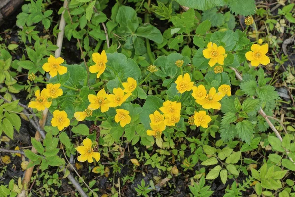 Pequenas Flores Amarelas Selvagens Entre Folhas Verdes Natureza — Fotografia de Stock