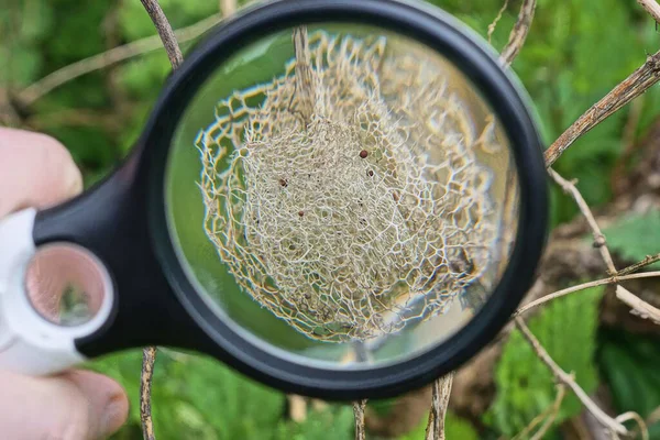 a black magnifying glass in hand magnifies the gray dry bud of a plant among green vegetation outdoors in nature