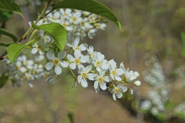 many white small flowers of the bird cherry on a branch of a bush with green leaves in nature