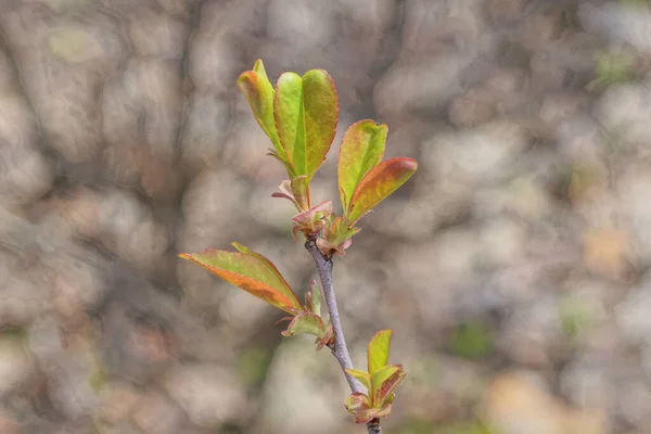 Bahar Parkındaki Bir Ağacın Gri Ince Dallarında Küçük Yeşil Kırmızı — Stok fotoğraf