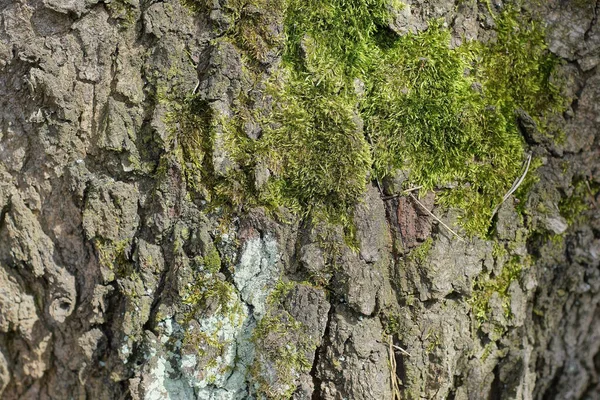 Textura Vegetal Natural Corteza Gris Musgo Verde Sobre Roble — Foto de Stock