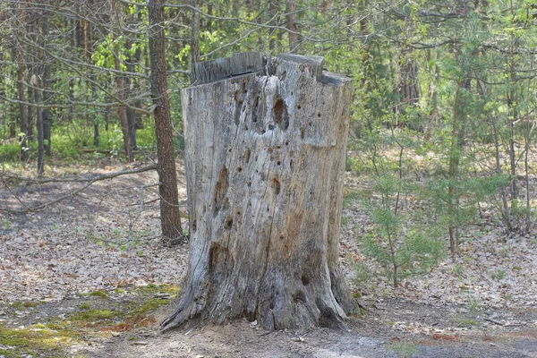 Egy Öreg Szürke Fatönk Áll Földön Egy Nyári Erdőben — Stock Fotó