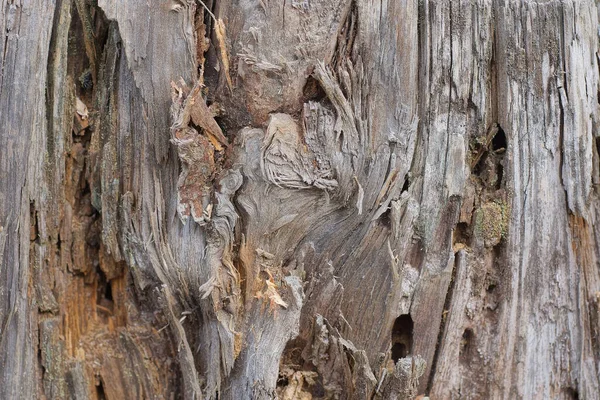Szara Drewniana Tekstura Zgniłego Kawałka Drewna Starego Pniaka — Zdjęcie stockowe