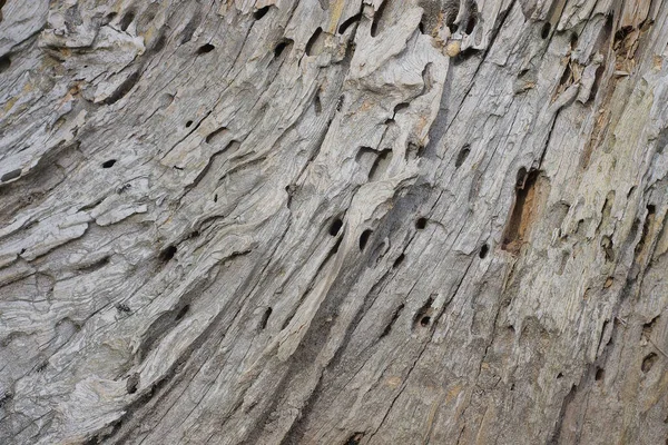 Šedá Dřevěná Textura Shnilého Kusu Dřeva Starého Pařezu — Stock fotografie