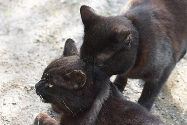 在一条灰色的路上 一只黑猫咬住另一只猫的脖子 — 图库照片
