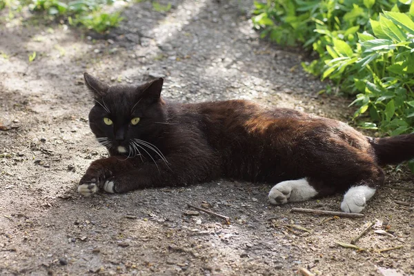 Jeden Czarny Kot Leży Patrzy Szary Asfalt Pobliżu Zielonej Roślinności — Zdjęcie stockowe