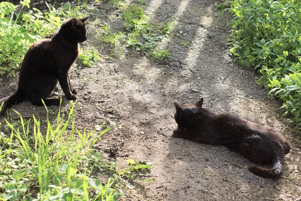 在绿色的草木中 两只黑猫站在街上的灰色柏油路上 — 图库照片