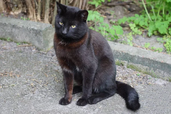 Jeden Duży Czarny Piękny Kot Siedzi Szarym Asfalcie Pobliżu Zielonej — Zdjęcie stockowe