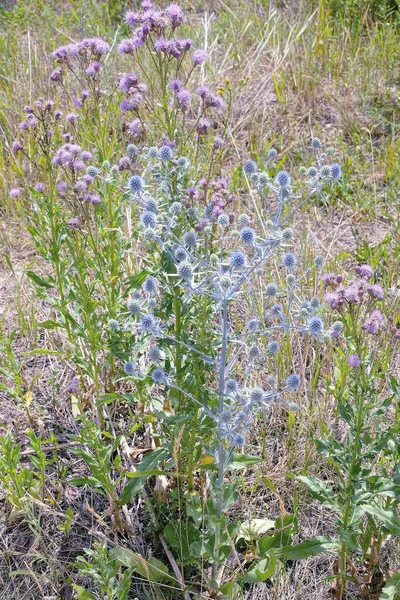 緑のアザミからの野生植物の茂み紫色の花と乾燥した青は夏の牧草地で自然に植えられます — ストック写真