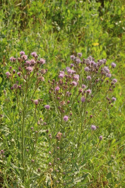 Wild Green Bushes Grass Thistle Flowers Summer Garden — Stock Photo, Image