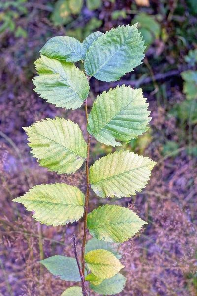 Dünner Haselnusszweig Mit Grün Gelben Blättern Der Natur Wald — Stockfoto