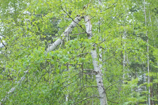 Een Witte Gebroken Berkenboom Met Kleine Groene Bladeren Takken Het — Stockfoto