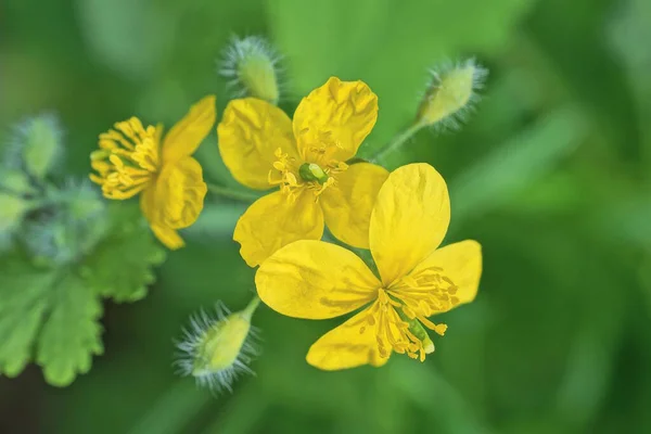 Pequenas Flores Amarelas Celandine Fábrica Selvagem Tronco Verde Com Folhas — Fotografia de Stock