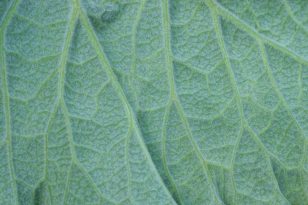 Zielony Wegetatywnego Tekstury Kawałka Dużego Liścia — Zdjęcie stockowe