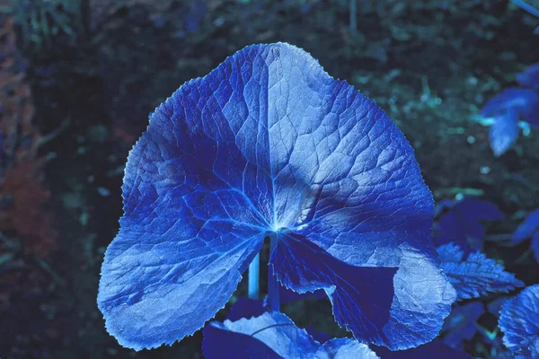 夜间在灰暗的背景上的一种野生植物的蓝色大叶 — 图库照片