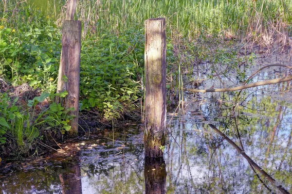 Two Old Gray Wooden Poles Stand Ground Water Green Vegetation — Stock Photo, Image