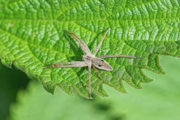 Eine Große Graue Spinne Sitzt Auf Einem Grünen Blatt Einer — Stockfoto