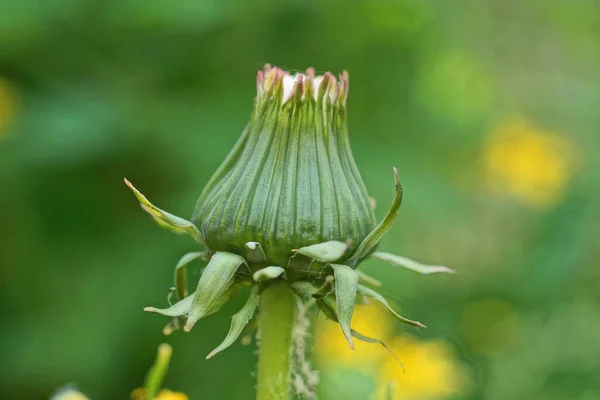 Bir Yeşil Kapalı Tomurcuk Vahşi Bir Karahindiba Çiçeğinin Doğada Bir — Stok fotoğraf