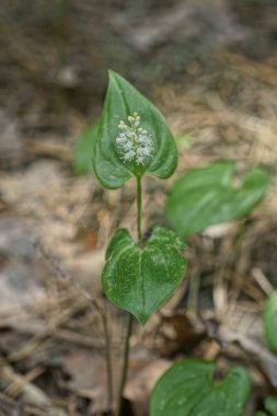 Bahar ormanında yeşil yapraklı küçük beyaz bir çiçek.