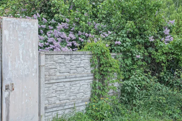 緑の植生と田舎の通りに花とライラックの茂みで覆われた灰色の金属製のドアと白いコンクリートフェンスの壁 — ストック写真