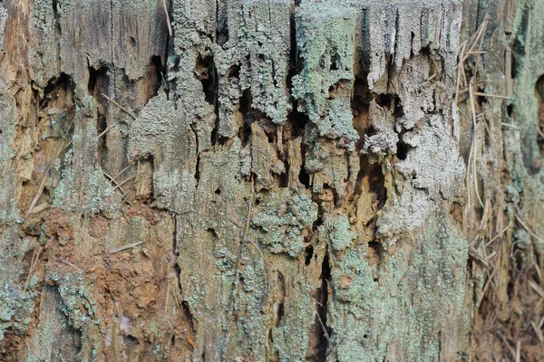 Szary Brązowy Drewniany Wzór Zgniłego Kawałka Drewna Starego Pniaka — Zdjęcie stockowe