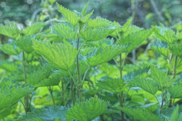 green plant texture of nettle bushes with leaves in nature