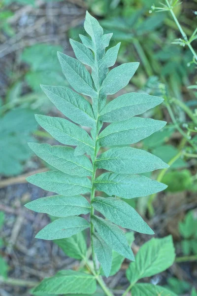 Πράσινο Κλαδί Φύλλα Άγριου Φυτού Θερινό Πάρκο — Φωτογραφία Αρχείου