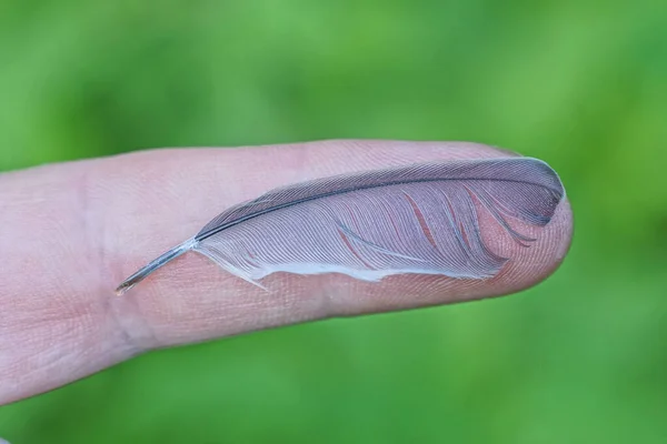 Eine Kleine Graue Feder Eines Vogels Liegt Auf Einem Finger — Stockfoto