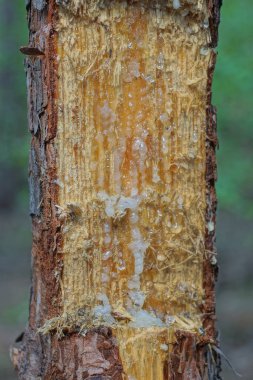 Kahverengi bir çam ağacının doğasında bir kesik ve beyaz reçine damlası var.