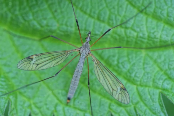 一只灰色的蚊子昆虫栖息在自然界中植物的绿叶上 — 图库照片
