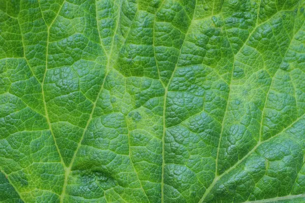 Planta Natural Textura Verde Pedaço Folha Planta — Fotografia de Stock
