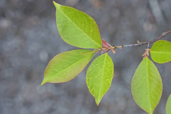 Ένα Λεπτό Κλαδί Δέντρων Μικρά Πράσινα Φύλλα Στη Φύση — Φωτογραφία Αρχείου