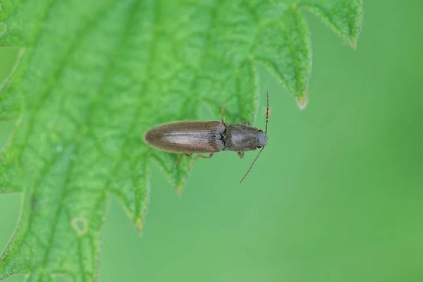 정원에 식물의 딱정벌레 마리가 — 스톡 사진