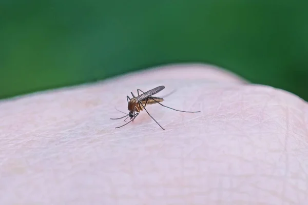 Pequeno Mosquito Cinza Senta Picadas Pele Branca Bebe Sangue Fundo Imagem De Stock