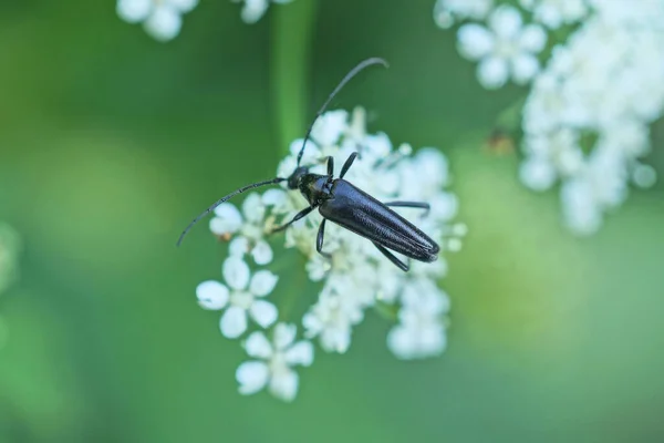 딱정벌레 마리가 자연환경의 배경에 식물의 — 스톡 사진