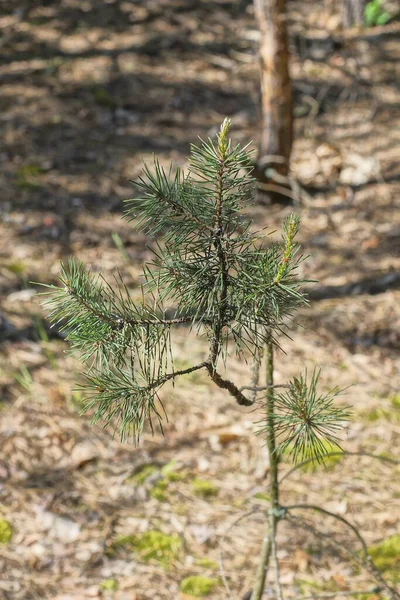 One Small Gray Tree Pine Sprout Green Coniferous Branches Long — Stock Photo, Image