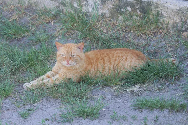 Egy Nagy Piros Macska Hazudik Néz Szürke Földön Zöld Utcán — Stock Fotó