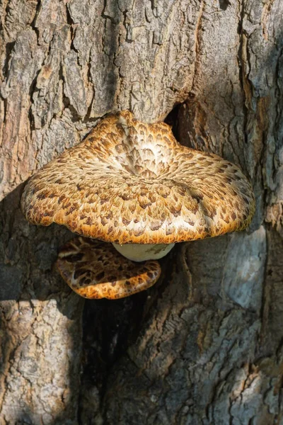 One Large Brown Mushroom Gray Bark Tree Nature — Stock Photo, Image